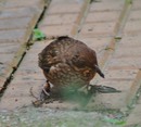 Amsel 
