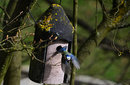 Blaumeise
