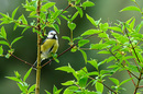 Blaumeise im Jasmin