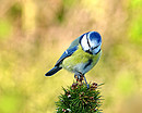Blaumeise (2)
