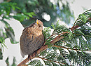 Fotos_Singvögel
