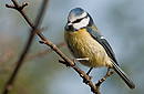 Blaumeise
