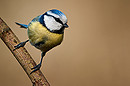 Blaumeise