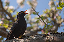 Fotos_Singvögel