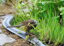 Fotos_Singvögel