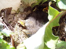 vogelbrut im blumenkasten