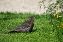 Die Amsel erfreut sich auch bei Sonnenschein besonders