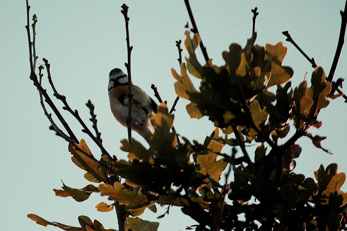 Pajarito