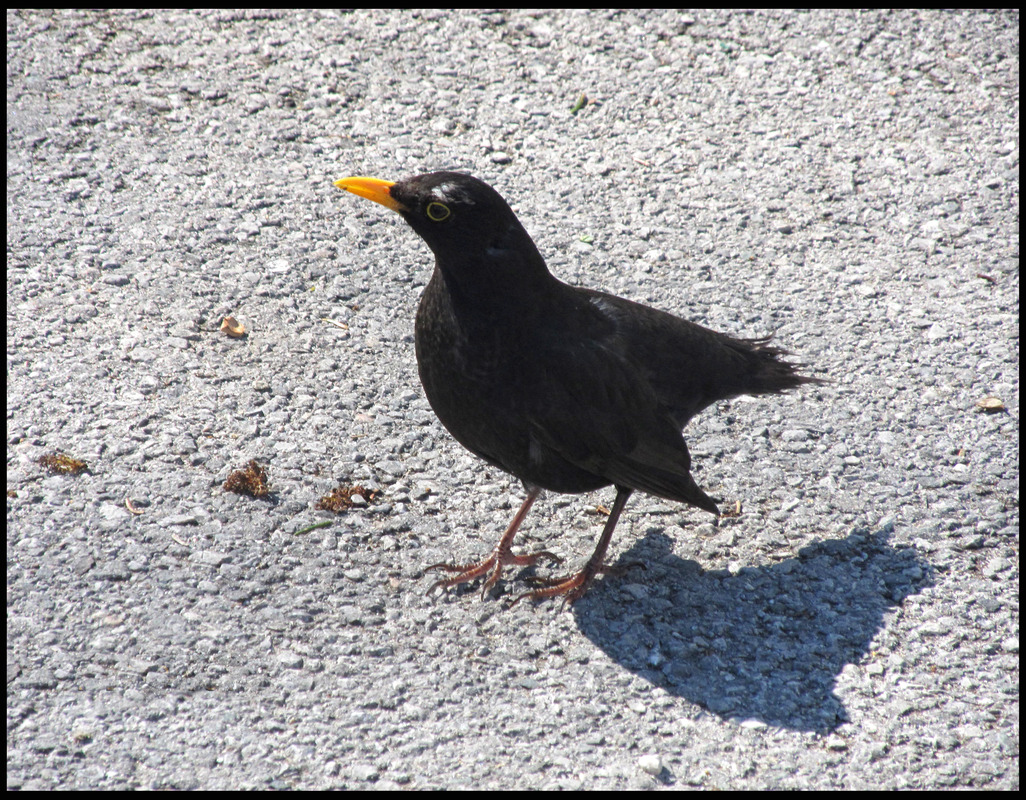Herr Amsel- puristisch