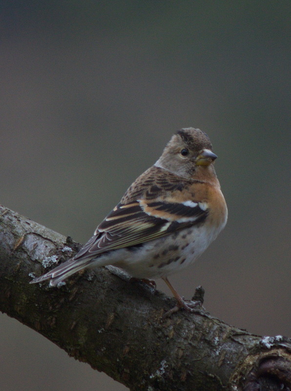 Welcher Vogel könnte das sein?