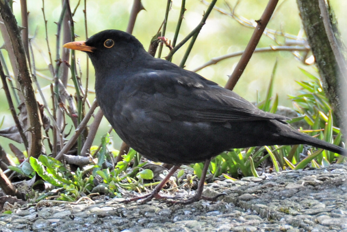 die Amsel