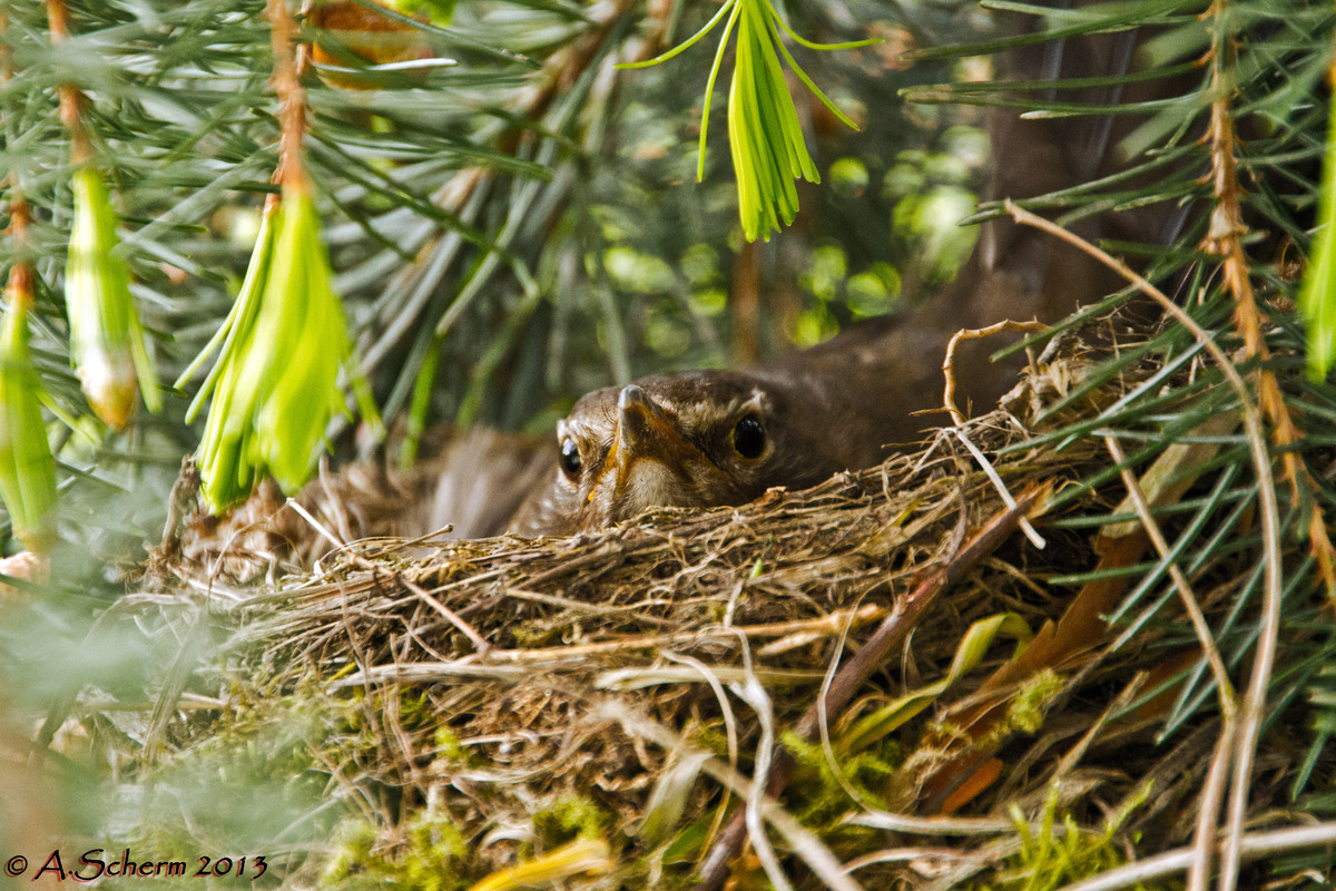 Brütende Amsel