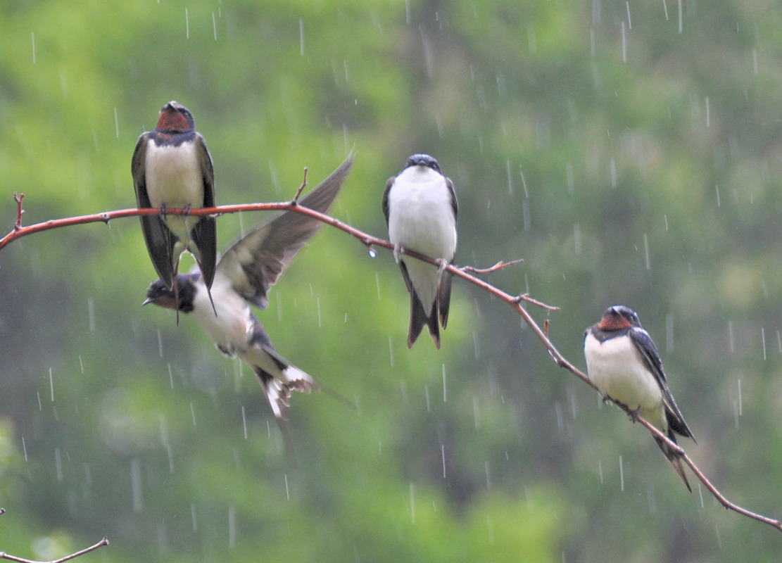 Strichweise Regen 3