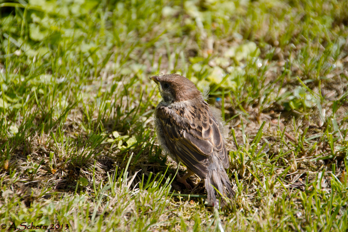 Jungspatz