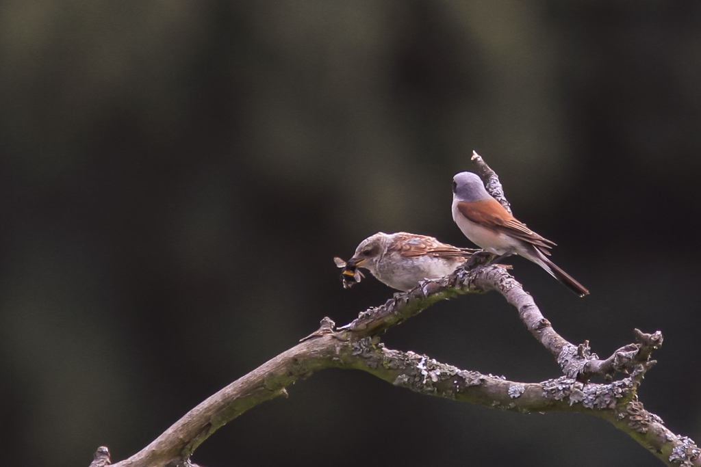 Neuntöter mit Jungs beim Futtern