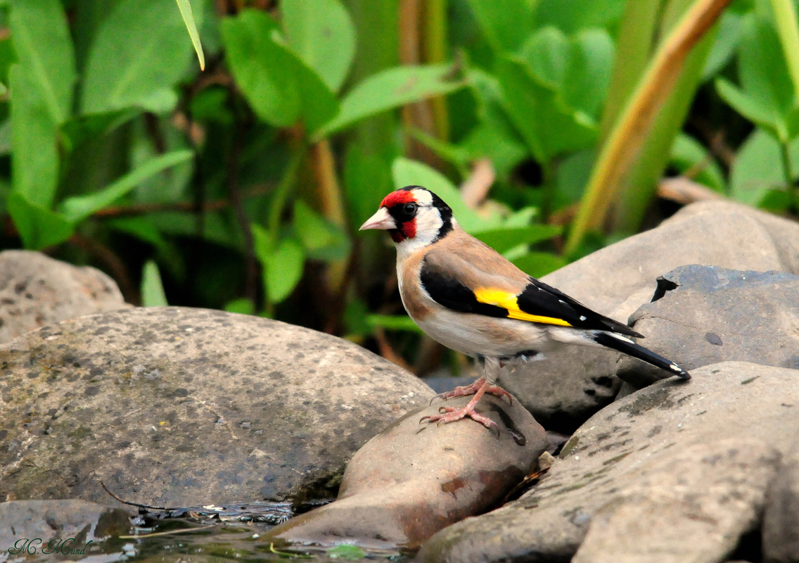 Stieglitz oder auch Distelfink