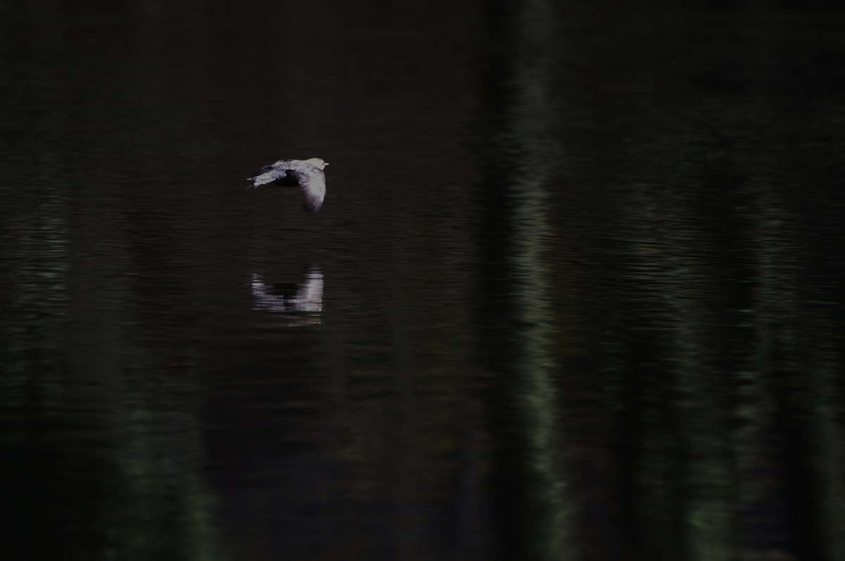 Wasseramsel