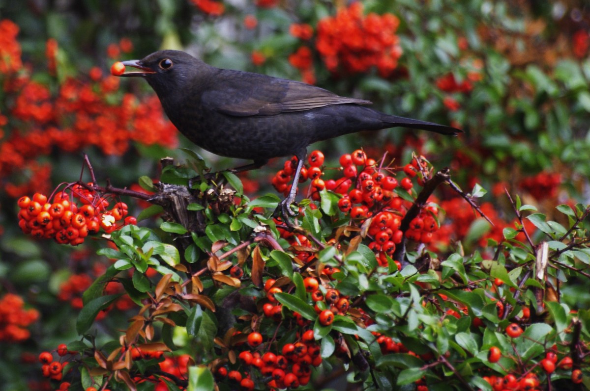 Amsel