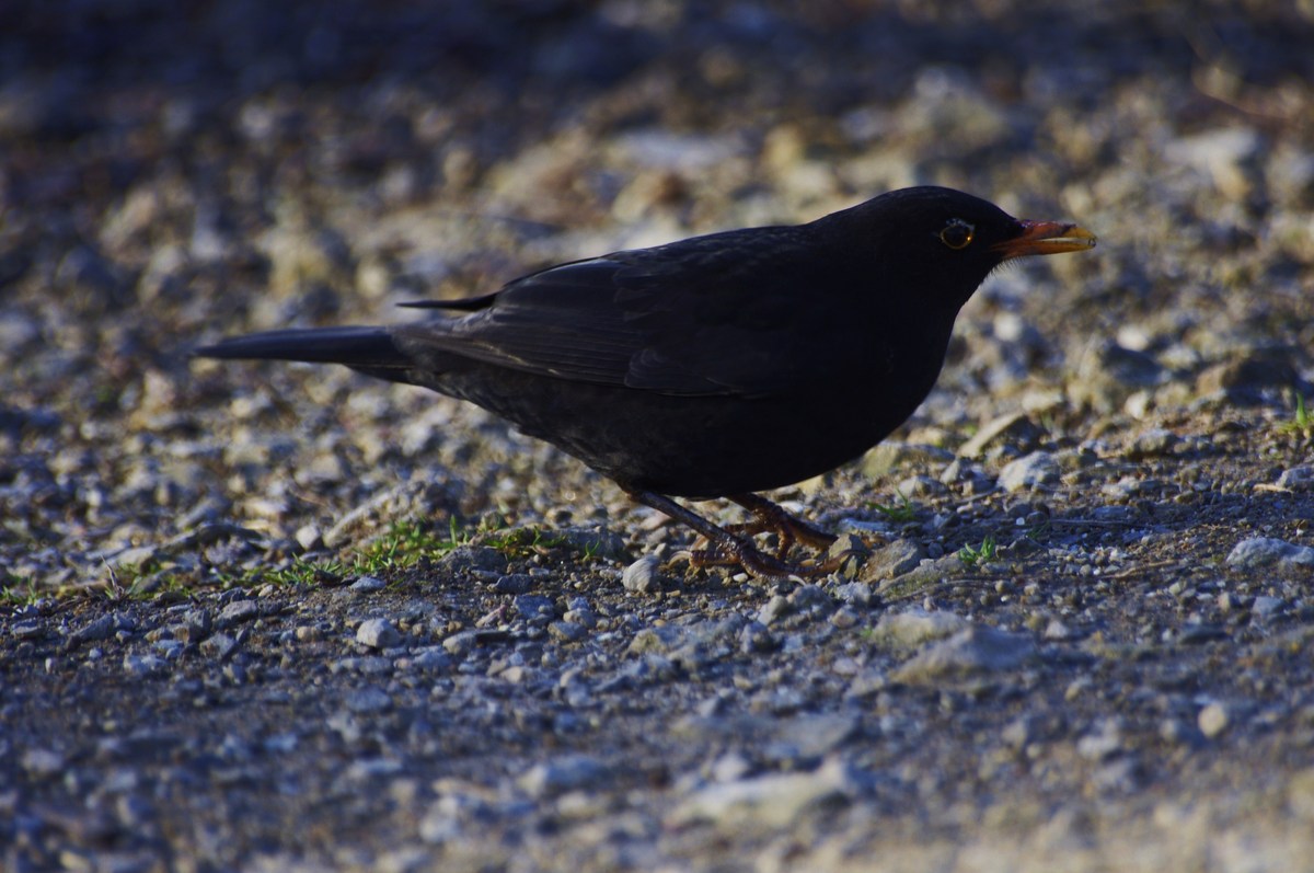 Amsel