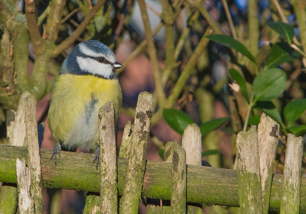 Blaumeise