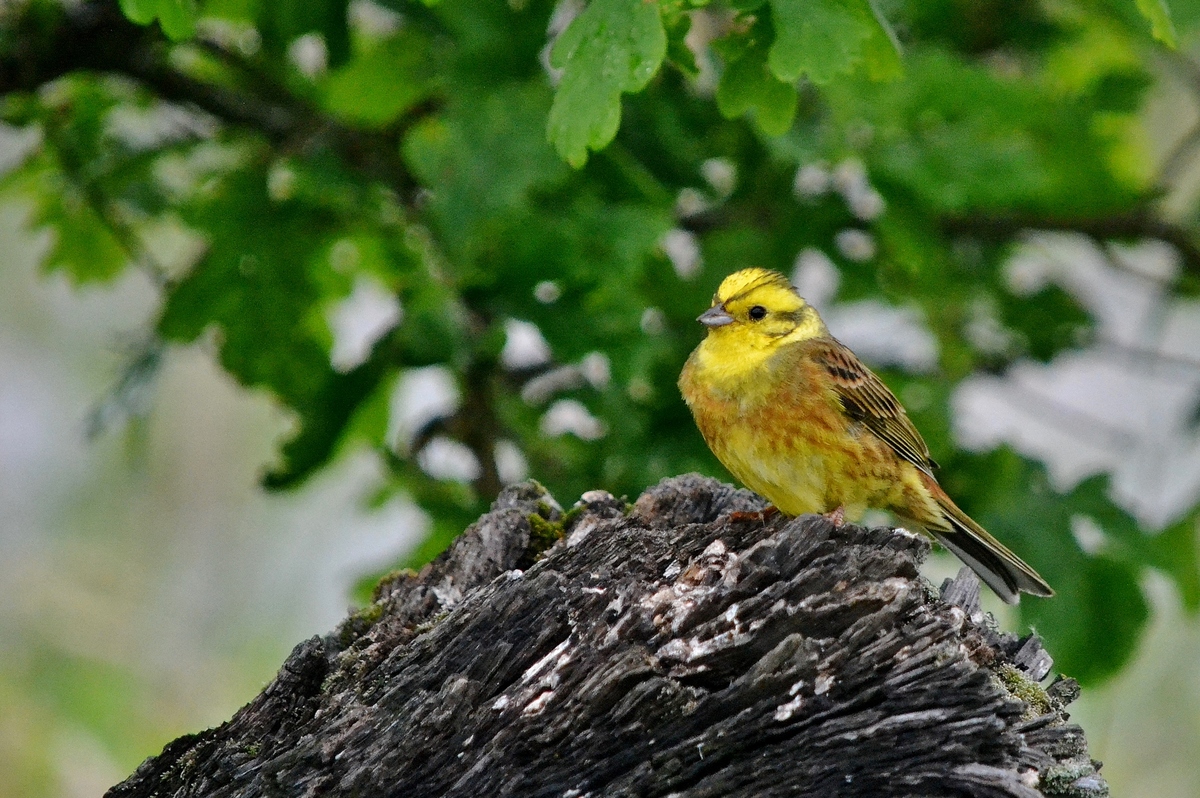 Goldammer im Blick.............