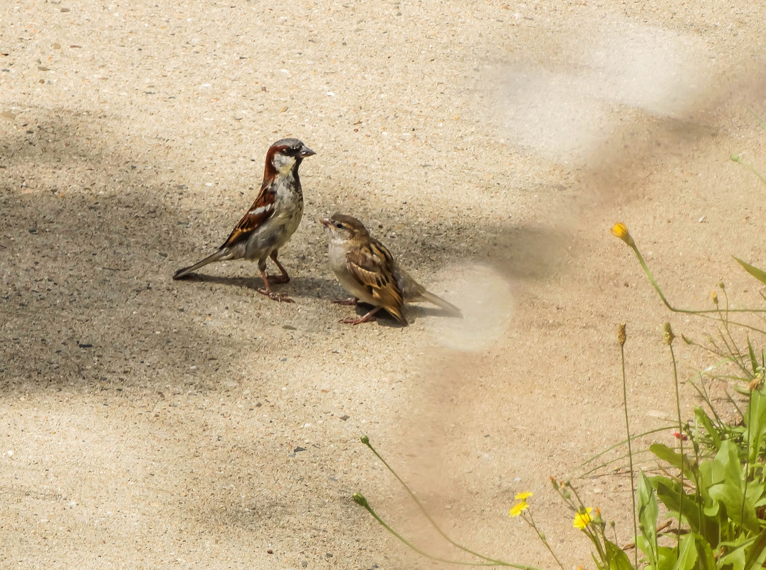 Spatz Hinky und Nachwuchs