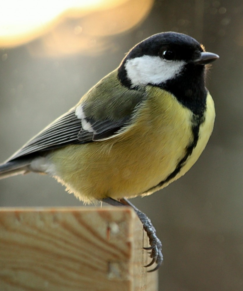Kohlmeise auf meinem Fensterbrett