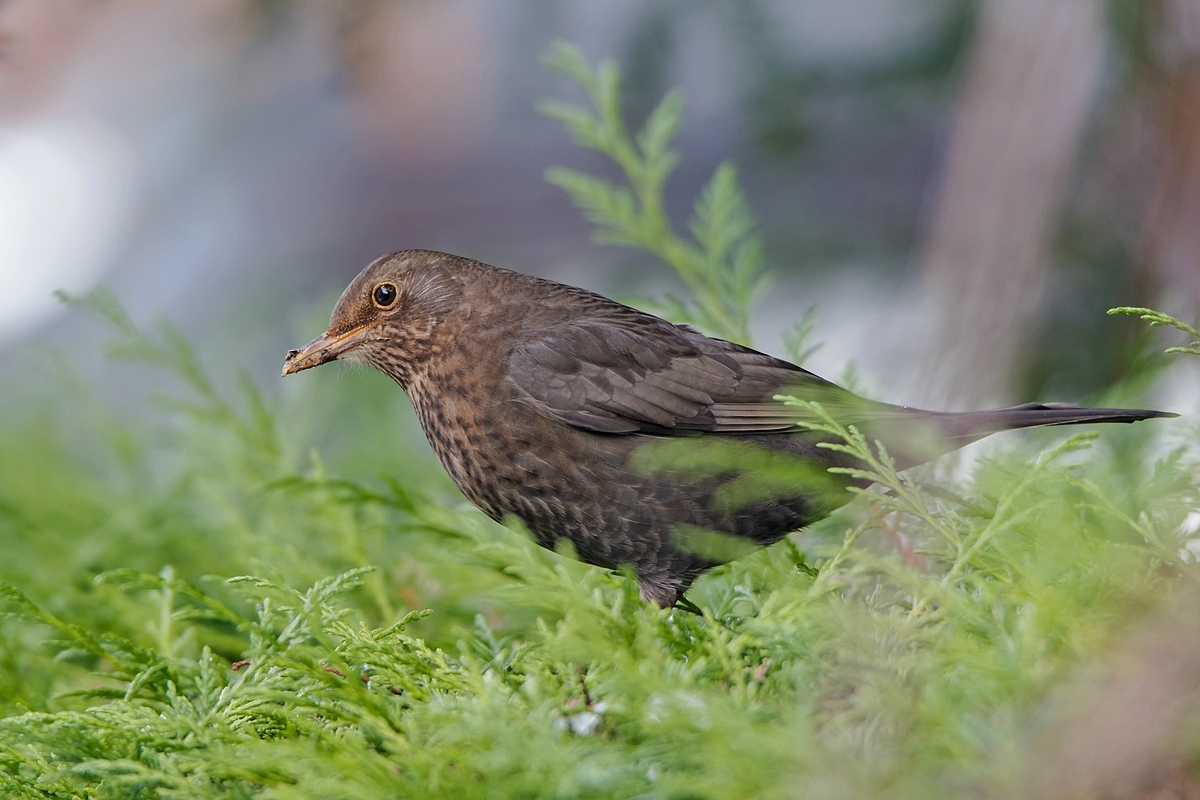 Winteramsel...(Mädchen)