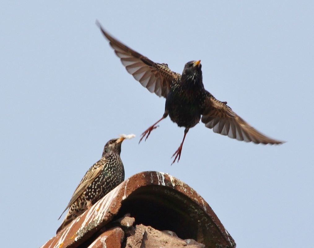 Abflug auf Futter suche