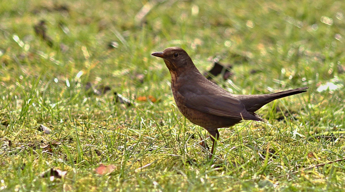 Vögel in der Stadt - Amsel