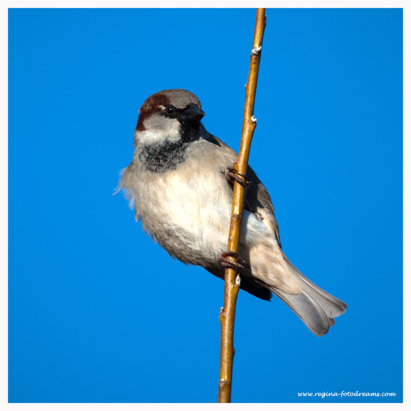 Mein Spatz