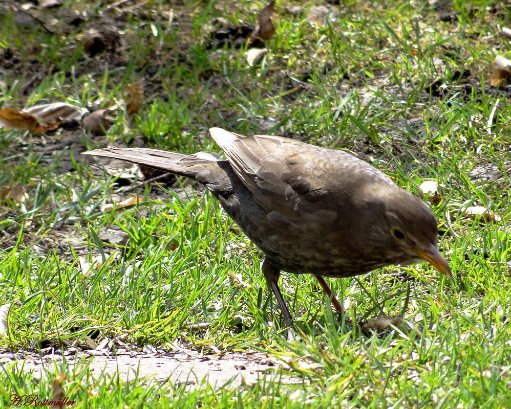 Amsel!