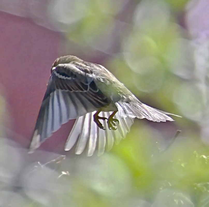 Spatz im Bokeh