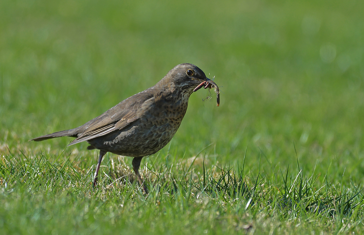 " Der frühe Vogel fängt den Wurm "