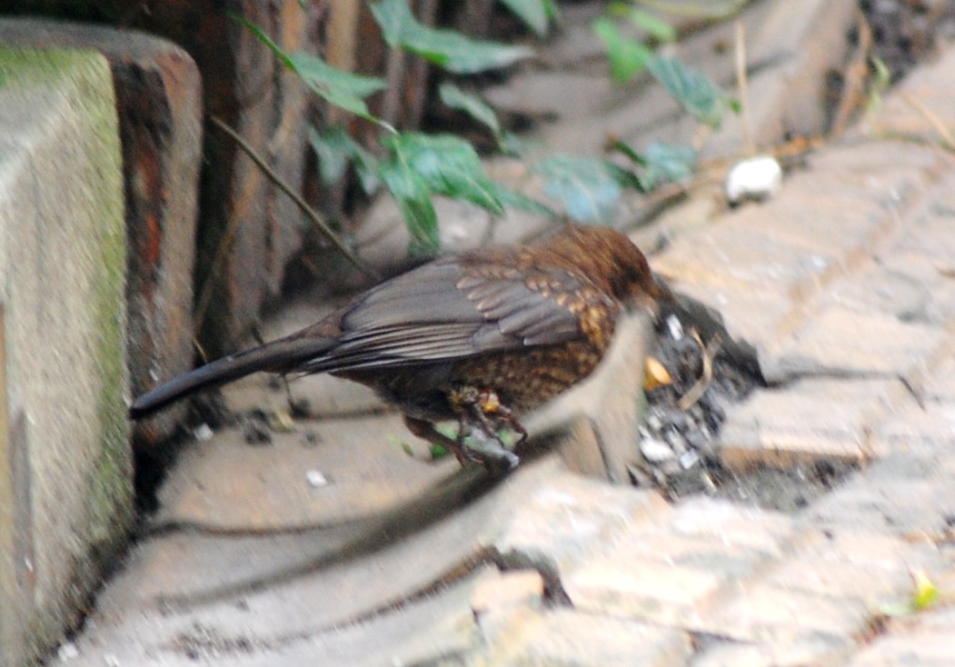 Amsel 