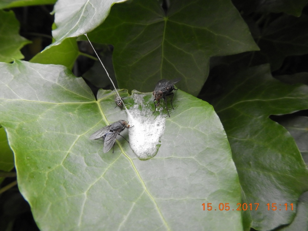 Fliegen