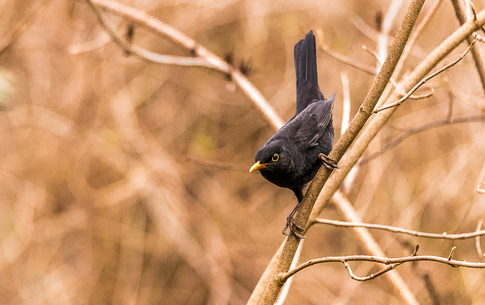 Amsel ♂