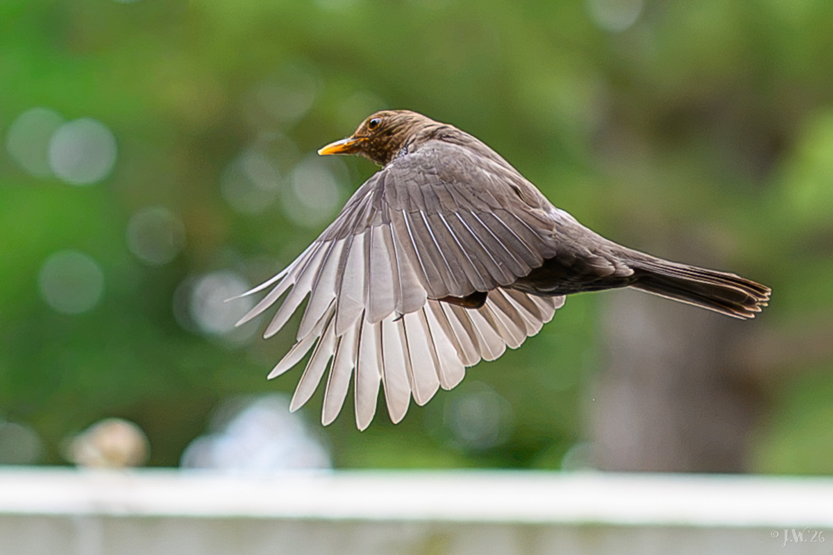 Amsel
