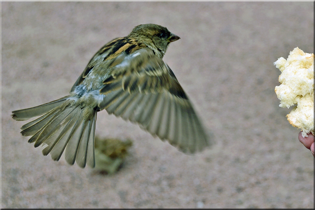 Sperling (Spatz)..