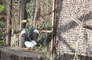 Fotos_Rabenvögel