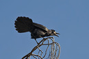 Fotos_Rabenvögel