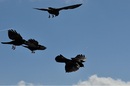 Fotos_Rabenvögel