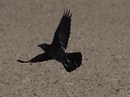 Fotos_Rabenvögel