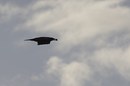 Fotos_Rabenvögel