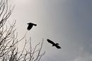 Fotos_Rabenvögel