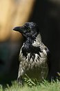 Fotos_Rabenvögel