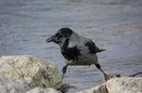 Fotos_Rabenvögel