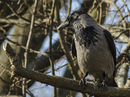 Fotos_Rabenvögel