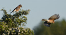 Fotos_Rabenvögel