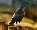Fotos_Rabenvögel